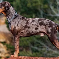 American Leopard Hound