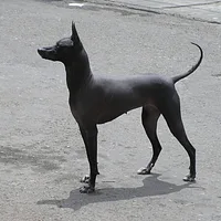 A Peruvian Inca Orchid dog