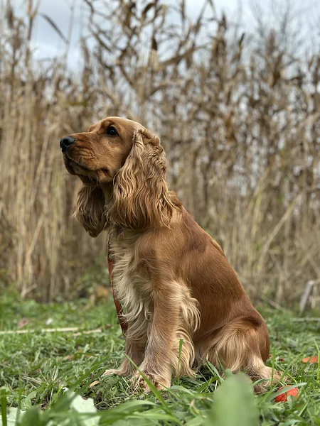 A English Cocker Spaniel