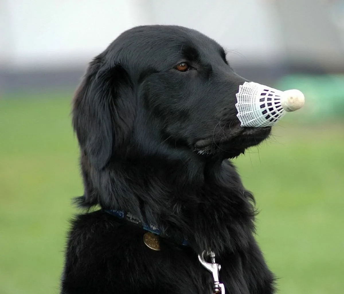 Flat-Coated Retriever dog, photographed by Fabien Foixet