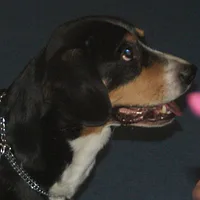 Entlebucher Mountain Dog, picture 10 of 10