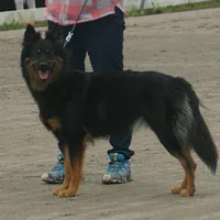 Bohemian Shepherd