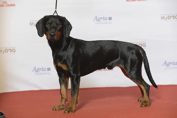 A Slovensky Kopov