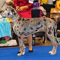 Great Dane, picture 7 of 7