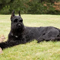 Giant Schnauzer