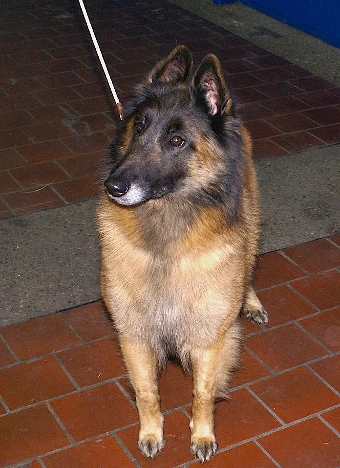 Belgian Tervuren