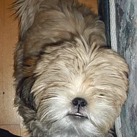 Tibetan Spaniel, picture 10 of 10