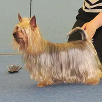 Silky Terrier, picture 4 of 8