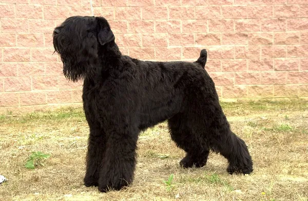 A Black Russian Terrier