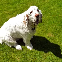 A Clumber Spaniel dog
