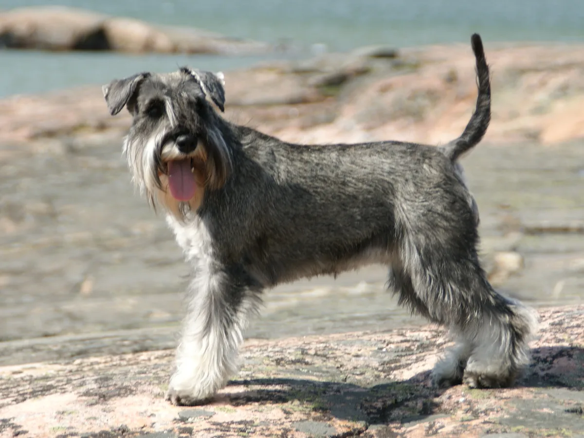 Miniature Pinscher dog, photographed by Canarian