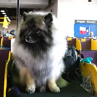 Keeshond, picture 7 of 10