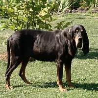 A Black and Tan Coonhound dog