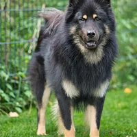Eurasier, picture 1 of 8