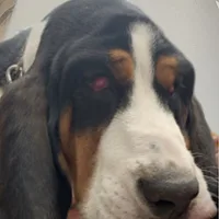 Basset Hound, picture 8 of 9