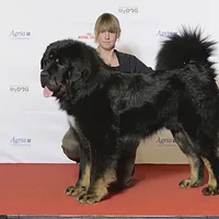Mastiff, picture 8 of 8