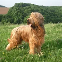 Briard, picture 2 of 10