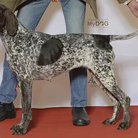 German Shorthaired Pointer