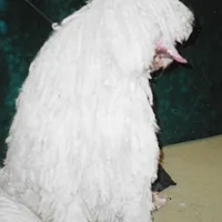 Komondor, picture 8 of 8