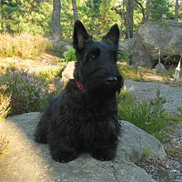 Scottish Terrier