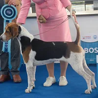 English Foxhound, picture 5 of 6