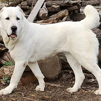 Central Asian Shepherd Dog