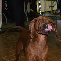 Redbone Coonhound, picture 9 of 10