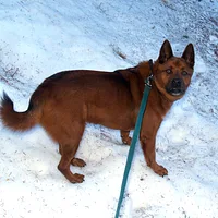 Jindo