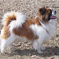 Tibetan Spaniel, picture 1 of 10