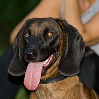 Bavarian Mountain Scent Hound, picture 5 of 9