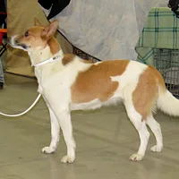 Norrbottenspets, picture 6 of 6