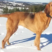 American Foxhound, picture 2 of 9