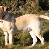 A Labrador Retriever dog