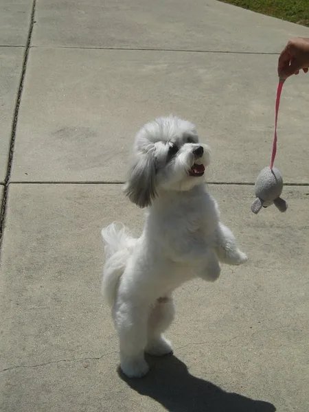 Coton de Tulear