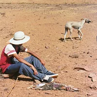Sloughi, picture 8 of 9