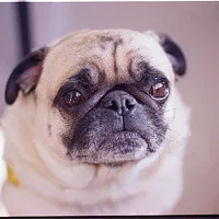 Pug, picture 2 of 8