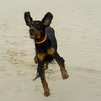 Gordon Setter, picture 4 of 9