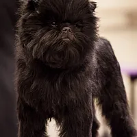 Affenpinscher