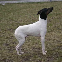 A Japanese Terrier dog