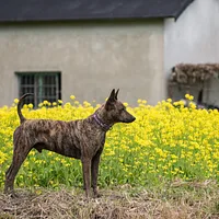 A Taiwan Dog dog