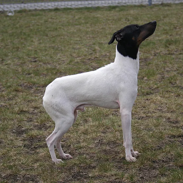 A Japanese Terrier