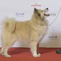 Icelandic Sheepdog, picture 5 of 5