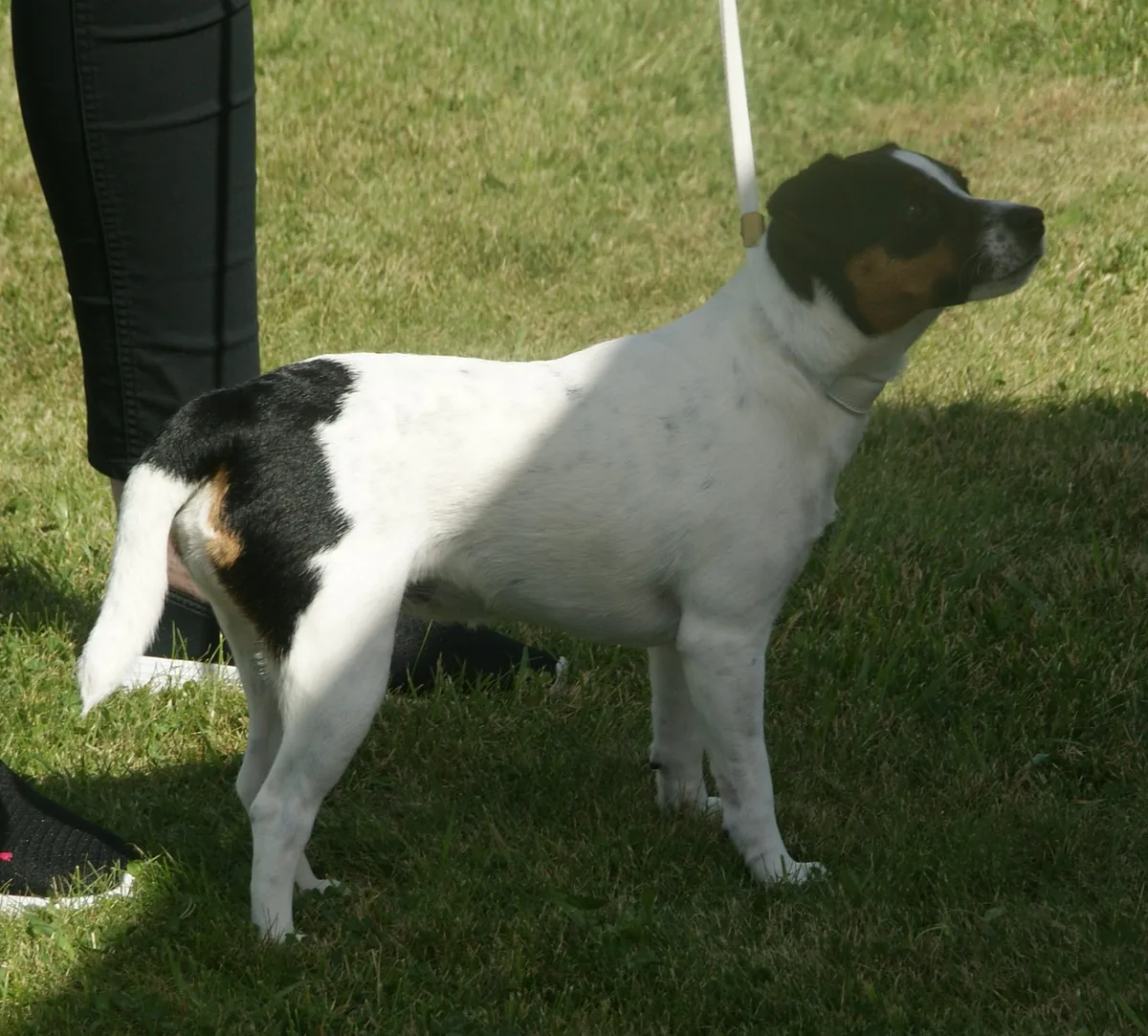 Danish-Swedish Farmdog