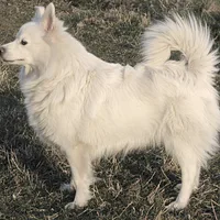 German Spitz, picture 3 of 9