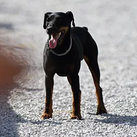 Jagdterrier, picture 8 of 10