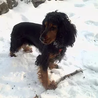 English Cocker Spaniel, picture 6 of 10