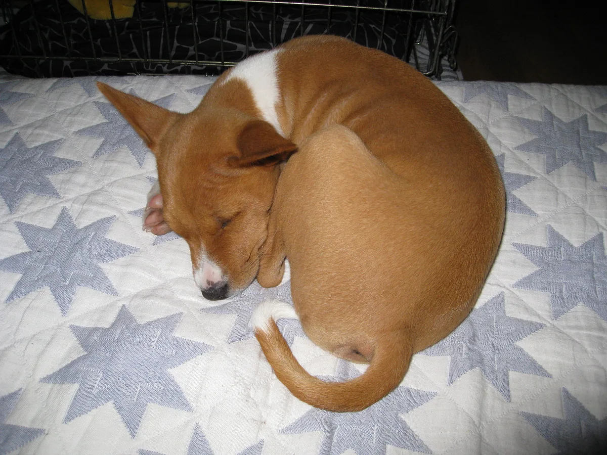 Basenji