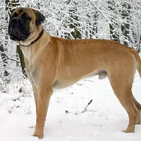 Bullmastiff, picture 2 of 10