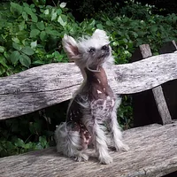 Chinese Crested