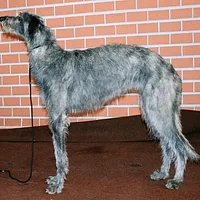 Scottish Deerhound, picture 3 of 9